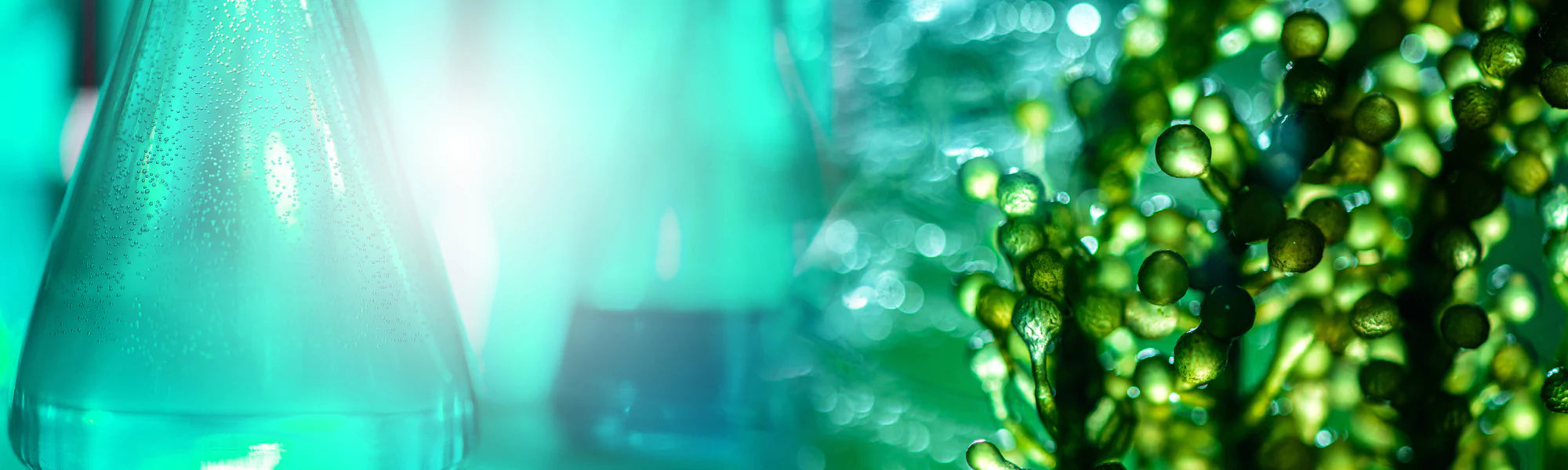 Food Development Services